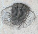 Excellent, Cyphaspides Trilobite - Jorf, Morocco #62659-1